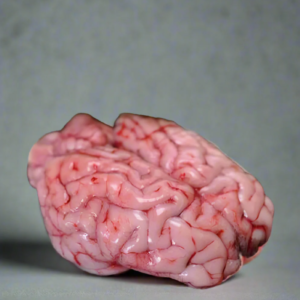 Cow Brain